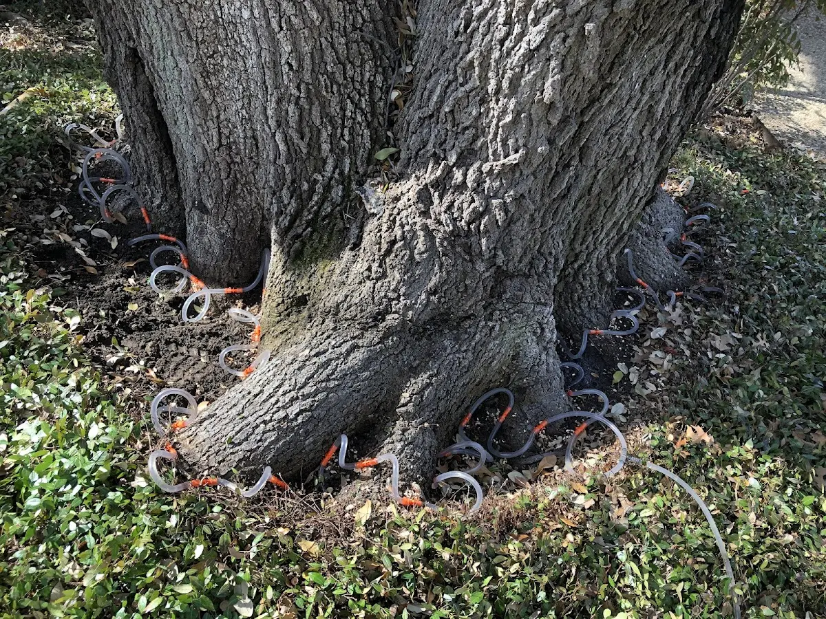 Detailed Tree Cabling and Bracing job site in Millican