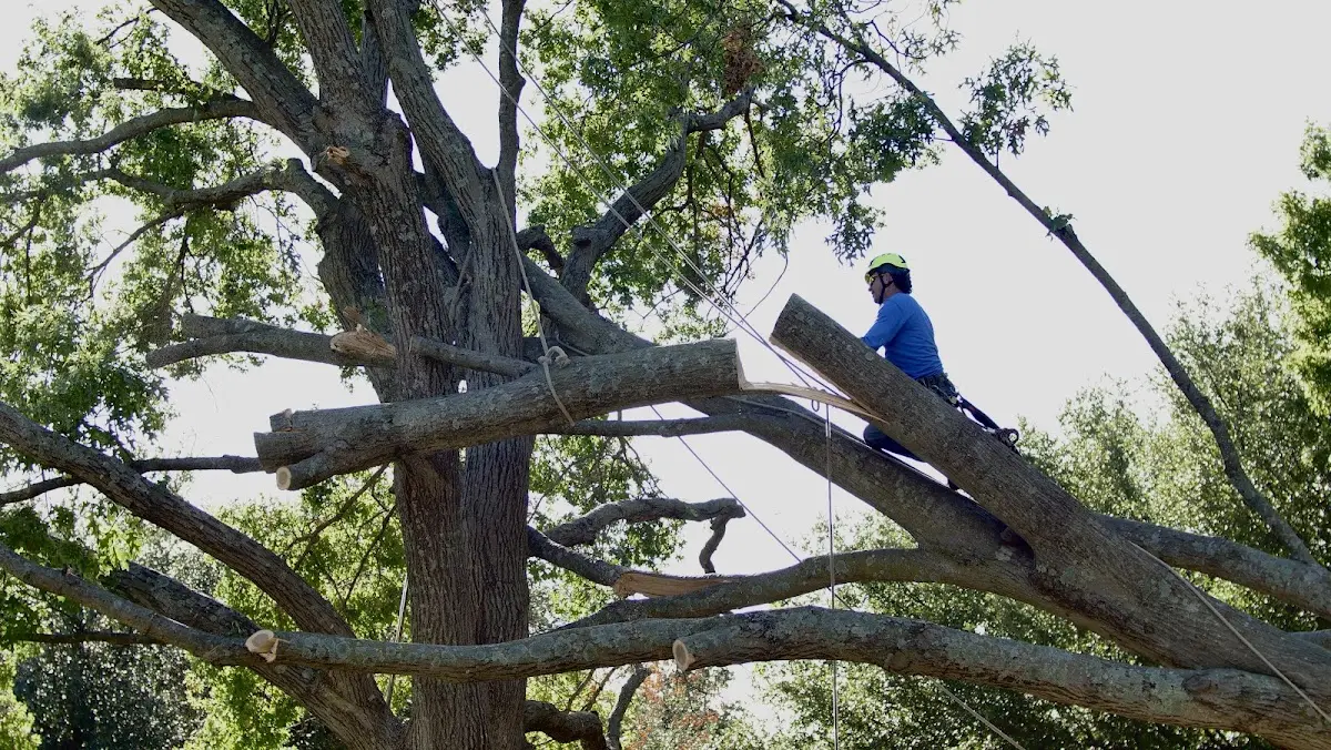 Professional Hazardous Tree Removal performed by certified arborists in Millican